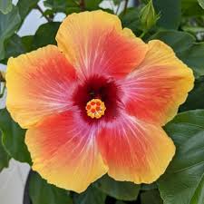 Amazon.com: Conspiracy of the Crimson Cult (The Lawless Chronicles Book 1)  eBook : Mills, Eric: Tienda Kindle