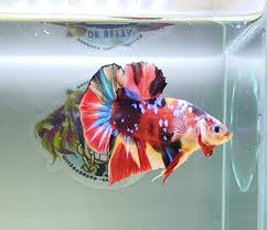 Maybe you would like to learn more about one of these? Beli Ikan Laga Untuk Anak Tidak Sangka Jadi Penternak Ikan Hiasan Utusan Borneo Online
