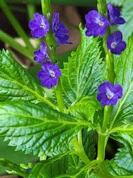 Image result for Stachytarpheta