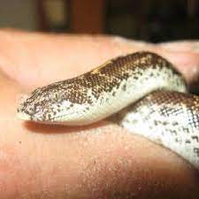 Sandboa Snake Legs Reptiles