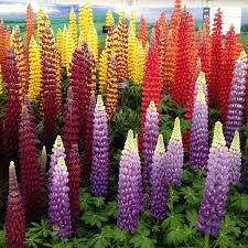 Pin On Flowers Plants