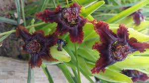 Image result for Ferraria