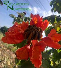 Image result for Spathodea