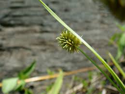 Image result for Cyperus cyperoides