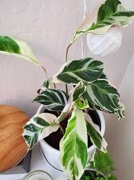 Maybe you would like to learn more about one of these? Can I Use A Grow Light On My Calathea White Fusion I M Worried She S Not Getting Enough Sun Indoorplants
