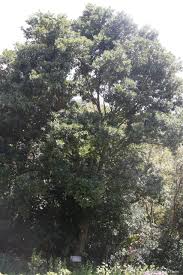 Image result for Cryptocarya woodii