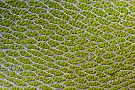 We will be discussing this organelle in detail in a separate post. Chloroplast Wikipedia