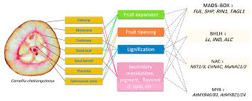 Check spelling or type a new query. Genes Free Full Text Unraveling The Roles Of Regulatory Genes During Domestication Of Cultivated Camellia Evidence And Insights From Comparative And Evolutionary Genomics Html