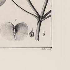 Image result for Flabellaria paniculata