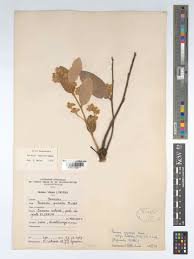 Image result for Parinari capensis