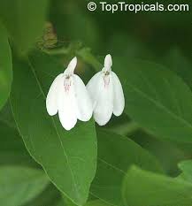 Image result for Rhinacanthus xerophilus
