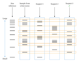The worksheet provides the information that a dna analyst needs to conduct accurate. Lesson Explainer Applications Of Dna Fingerprinting Nagwa