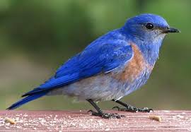 Blue Bird With Big Feathers Western Bluebird Blue Bird Animal Spirit Guides Wild Birds