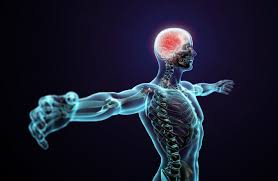 The nervous system is a complex collection of nerves and specialized cells known as neurons that transmit signals between different parts of the body. Smart Hacks To Maintain A Healthy Central Nervous System Cns