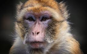 La loro dieta è la stessa di quella di alcune specie di scimmie; Attacco Dei Macachi Gli Umani Cercano Di Riprendersi La Citta Thailandese Invasa Dalle Scimmie Lega Nerd