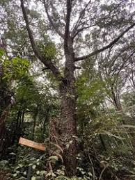 Image result for Kuloa