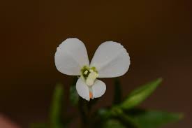 Image result for Canscora alata