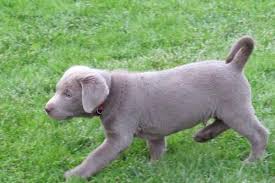 For the twenty seventh straight year, the nation's largest purebred dog registry has ranked labradors as the most popular breed in the country. Red Fox Lab Puppies For Sale Pennsylvania
