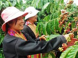 In the central highlands, the biggest coffee growing area in vietnam, more than 70% of the locally available water resources are used for agricultural production every year. Coffee Industry In Vietnam Turns Bitter Exports Are Down 5 4 On Year