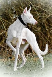 Related Image Dogs Ibizan Hound Albino Animals