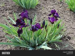 Affordable and search from millions of royalty free images, photos and vectors. Dark Purple Flowers Image Photo Free Trial Bigstock