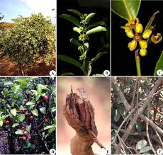 Image result for Salacia erecta