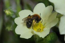 Consider creating a little nectar and pollen haven for the bees in your neighborhood. 2020 Teagasc Ask Farmers To Be Bee Friendly Teagasc Agriculture And Food Development Authority