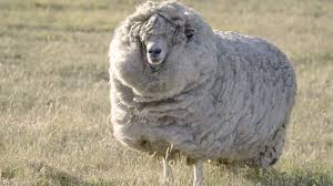 Image Result For Polish Merino Sheep Curly Hair Styles Sheep Curly
