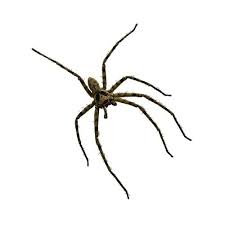 Tips for picking an ultrasonic repeller. How To Get Rid Of Spiders Saving Simplicity