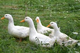 Tes mata anda ada berapa gambar itik ini. Berapa Hari Bebek Pala Itu Duduk Segala Sesuatu Tentang Produksi Telur Dan Pengembangbiakan Bebek Kesturi