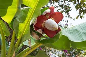 Image result for Musa paradisiaca