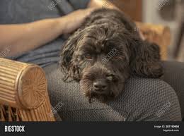 Any age up to 8 weeks up to 12 weeks up to 16 weeks older than 16 weeks. Black Cockapoo Puppy Image Photo Free Trial Bigstock