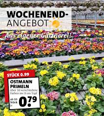wochenendangebot es ist wieder soweit ostmann primeln aus eigener gartnerei uber 30 verschiedene farben holt euch die fris gartencenter gartnerei garten