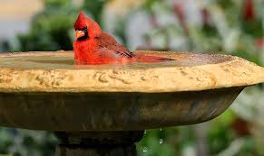 Learn more about a raleigh bird veterinarian by clicking view details. Energy Costs For Outdoor Water Features Carolina Country