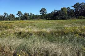 Image result for Oxycaryum