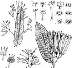 Image result for Ixora brachypoda