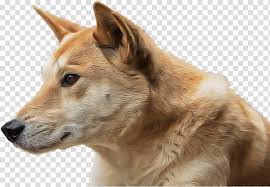 Download transparent doge png for free on pngkey.com. Canaan Dog Transparent Background Png Cliparts Free Download Hiclipart