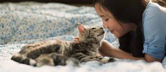 Care & comfort provides home care assistance to clients of all ages in two distinct areas: Welcome To Cranbrook Veterinary Hospital Gp Specialty Emergency Veterinarians