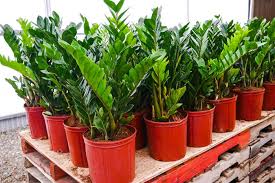 Maybe you would like to learn more about one of these? Indoor Plants That Crave Low Light Dark House Corners Ferns N Petals