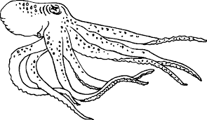 Hunderte von ausmalbildern zum drucken. Malvorlage Waran Coloring And Malvorlagan