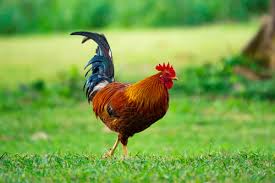Best 100 Chicken Pictures Download Free Images Stock Photos On Unsplash Chickens Backyard Chicken Pictures Raising Backyard Chickens