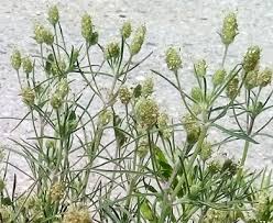 Image result for Plantago