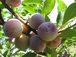 Image result for prunus domestica renkloda althana