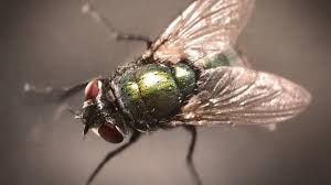 Le plus pratique et le plus efficace est. 13 Astuces Naturelles Pour Chasser Les Mouches Definitivement