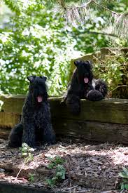 Upcoming litter of akc registered soft coated wheaten terrier puppies due on april 12, 2017. United States Kerry Blue Terrier Club Inc Home