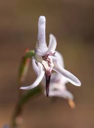 Image result for Disa baurii