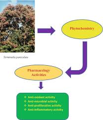 Image result for Terminalia phanerophlebia