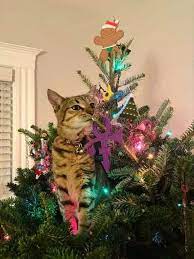 28 Cats Vs Christmas Tree Memes To Laugh At While You Digest Turkey In 2021 Christmas Tree Christmas Memes Tree