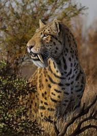 Smilodon Is An Extinct Genus Of Machairodont Felid It Is Perhaps The Best Known Saber Toothed Cat Smilo Prehistoric Animals Ancient Animals Extinct Animals