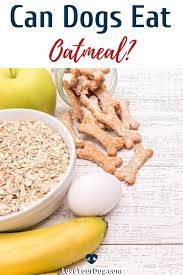 Can Dogs Eat Oatmeal Is Oatmeal Safe For Dogs Can Dogs Eat Dog Breakfast Dog Eating